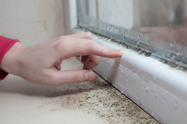 Professional Mold Removal in Highfill, AR