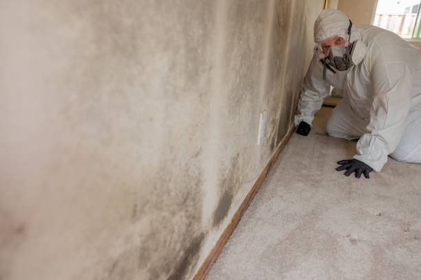 Best Crawl Space Mold Remediation  in Highfill, AR